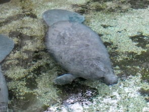 Manatee
