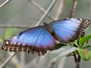 Schmetterling