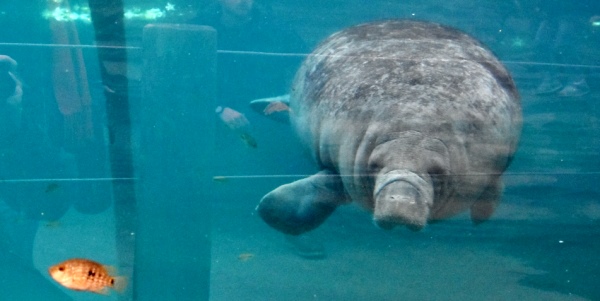 Manatee