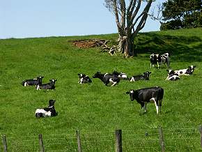 Kühe gibt es überall