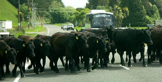 Kuhtrieb auf dem Highway