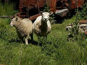 Autowrak Stilleben bei Horopito Motors