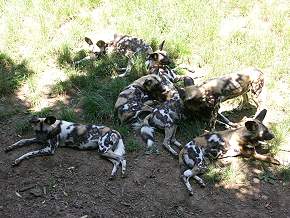 Wildhunde im Schatten