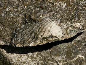 Versteinerte Muschel