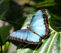 Blauer Morph