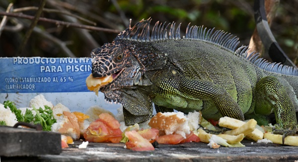 Essenreste sind beliebt