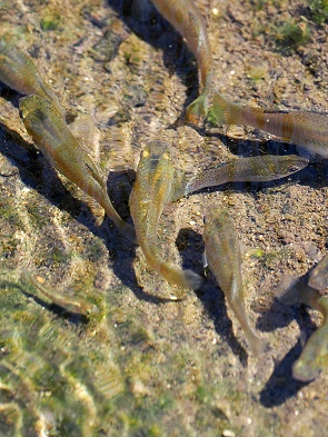 Fische im Kanal