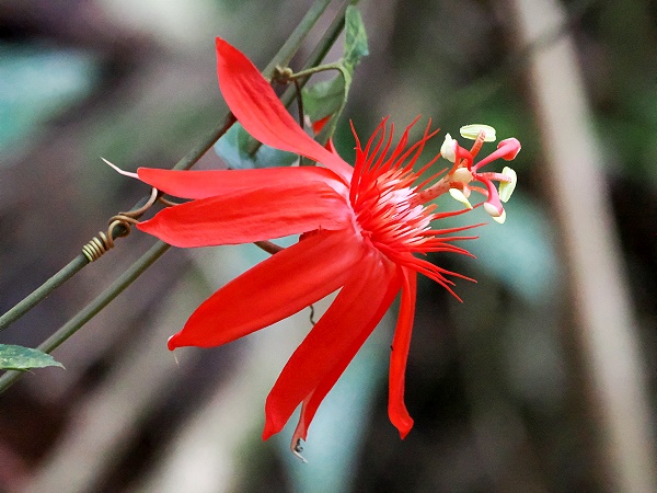 Rote Passionsblume