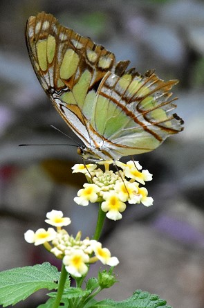 Schmetterling