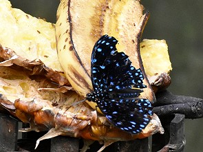 Schmetterling