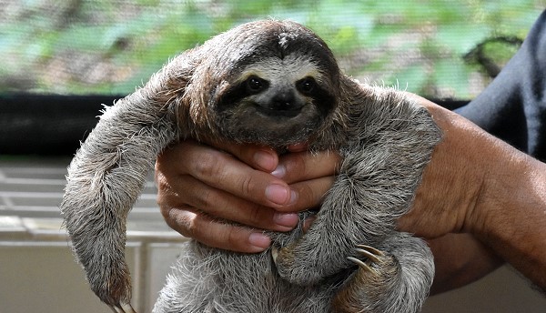 Sloth