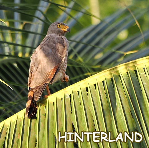 Bussard