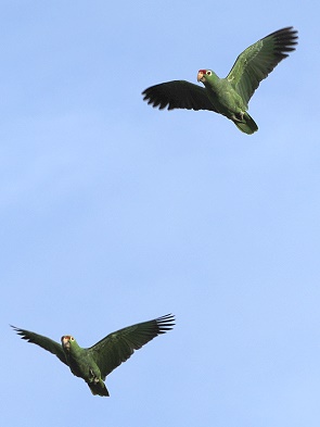Im Flug