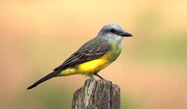 Vogel