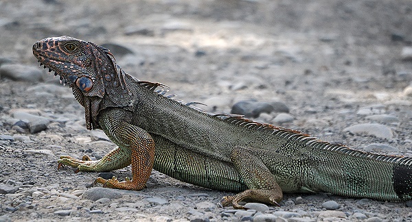 Leguan
