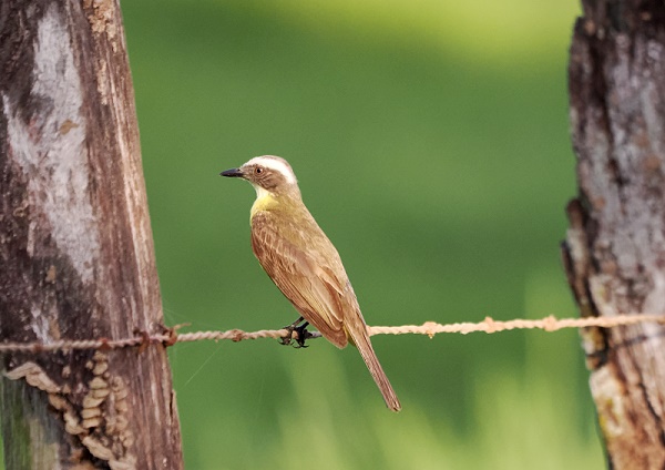 Vogel
