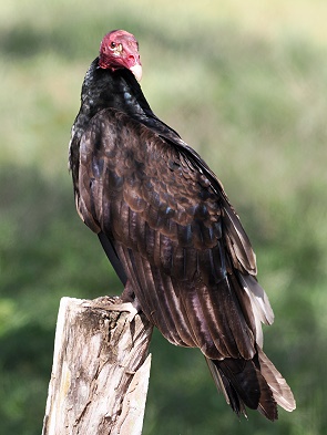 Rabengeier