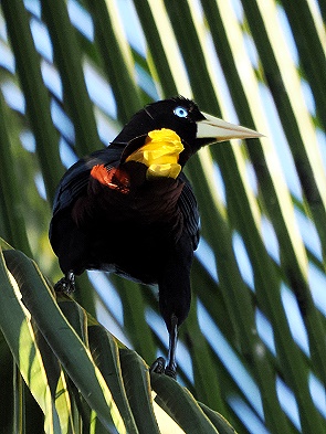 Oropendola