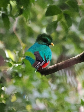 Quetzal