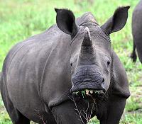 Rhino