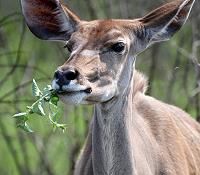 Kudu