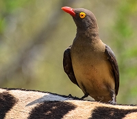 Oxpecker