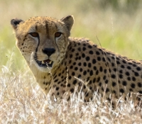 Gepard