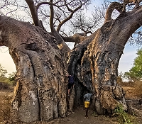 Baobab