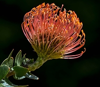 Protea