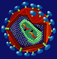 Aidsvirus (Fremdbild)