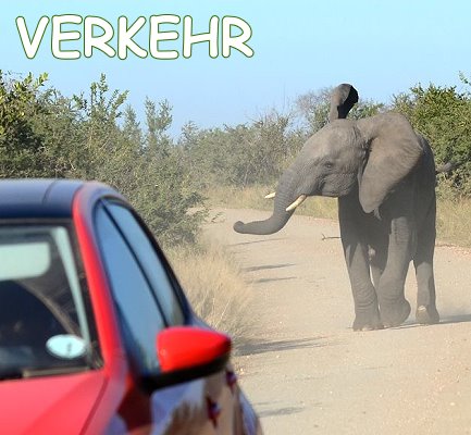 Elefant mit rotem Auto im Kruger