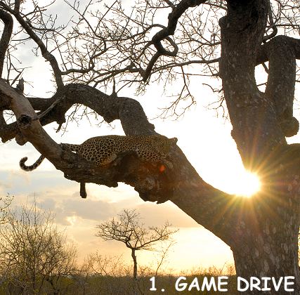 Leopard vor Sonnenuntergang