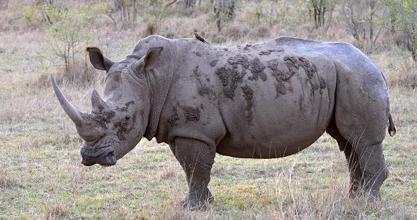 Rhino-Bulle