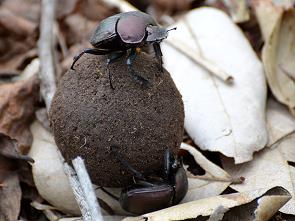 Käfer mit Dungkugel