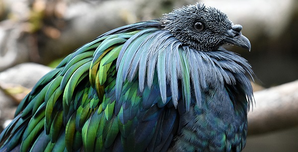 Bunter Vogel