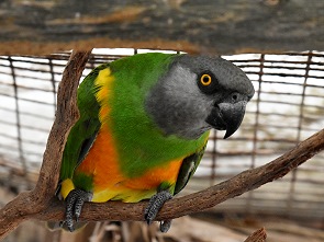 Lori