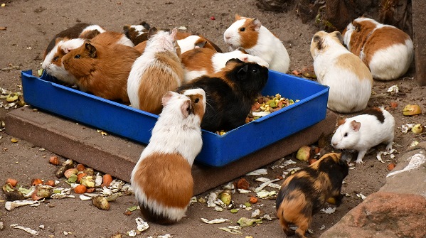 Meerschweinchen