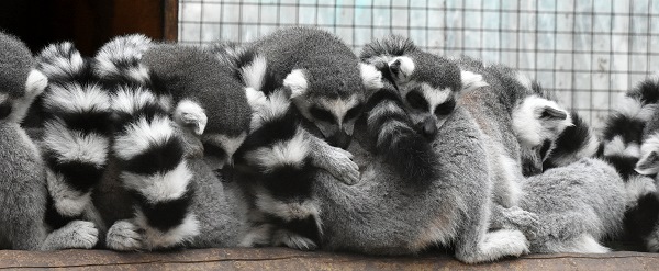Kattas