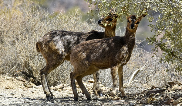 Klipspringer