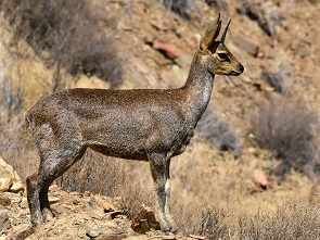 Klipspringer