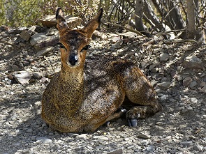 Klipspringer