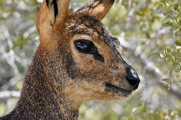Im Auge vom Klipspringer