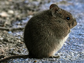 Maus- Leider aus Addo, nicht Kruger