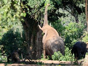 Elefant
