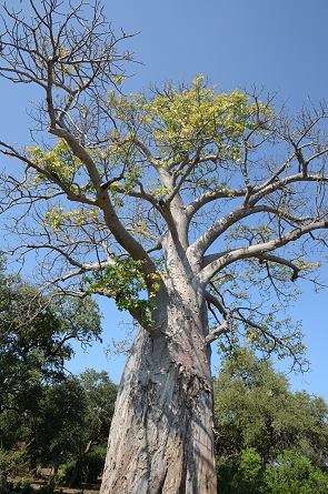 Alter Baum
