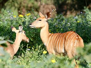 Nyalas im Grünen