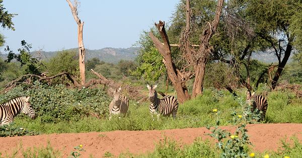Zebras im Überschwemmungsgebiet