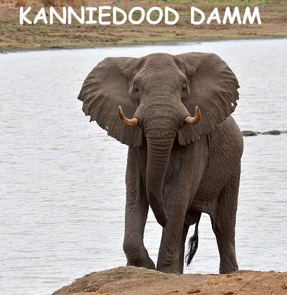 Misstrauischer Elefantp