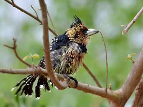 Barbet