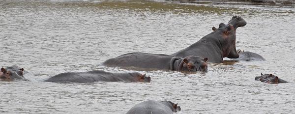 Hippos